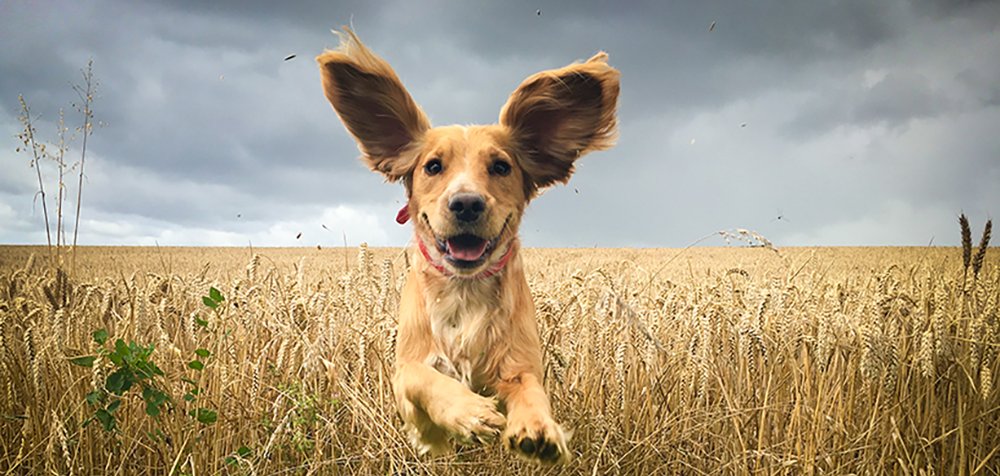 Hund im Feld Golden Retriever läuft im Feld.
