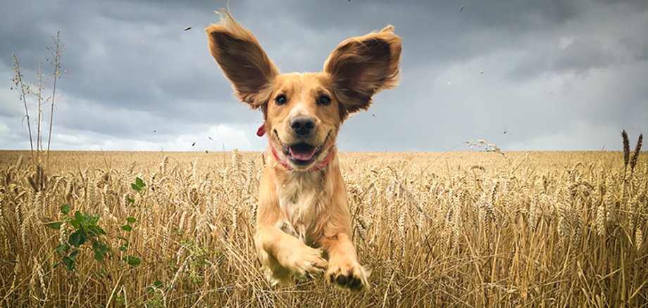 Hund im Feld Golden Retriever läuft im Feld.
