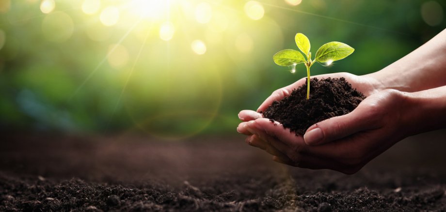 Zwei Hände, die etwas Erde festhalten, aus der eine kleine Pflanze wächst