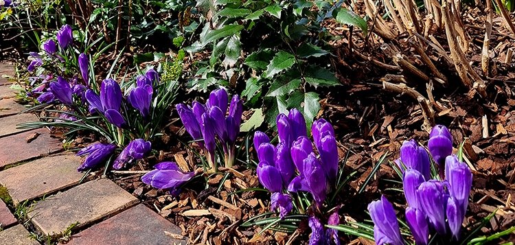 Mit Krokussen bepflanzte Baumscheibe vor dem Rathaus.