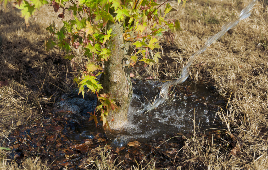 Baum wird wegen Trockenheit gegossen Baum wird gegossen