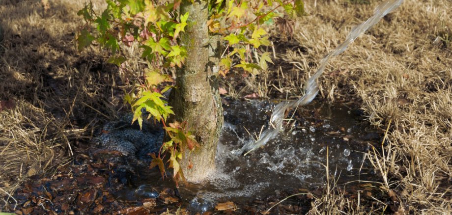 Baum wird gegossen