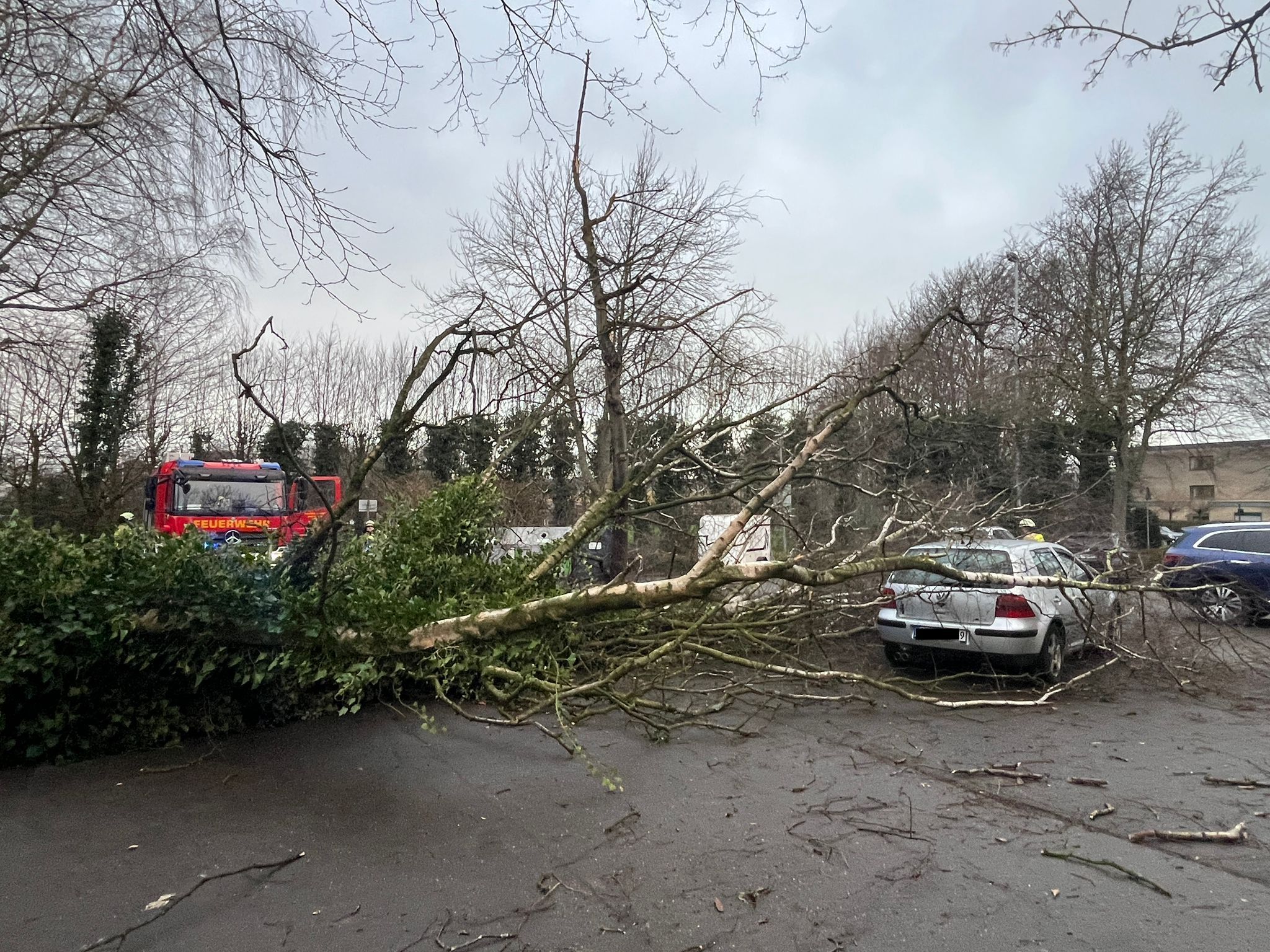 Umgestürtzter Baum nach Sturmtief