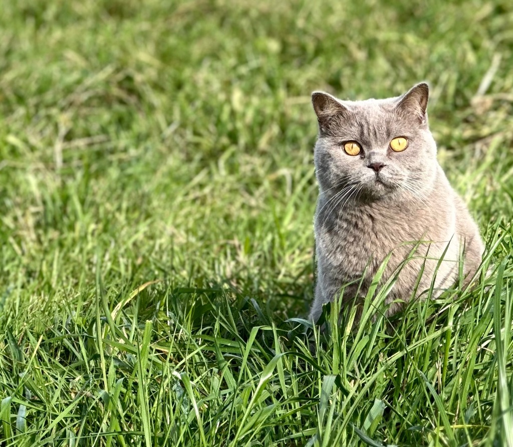 Katze im Gras.