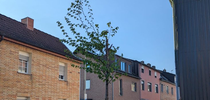 Vandalismus Baum Nordstraße Ein kleiner Baum in der Nordstraße