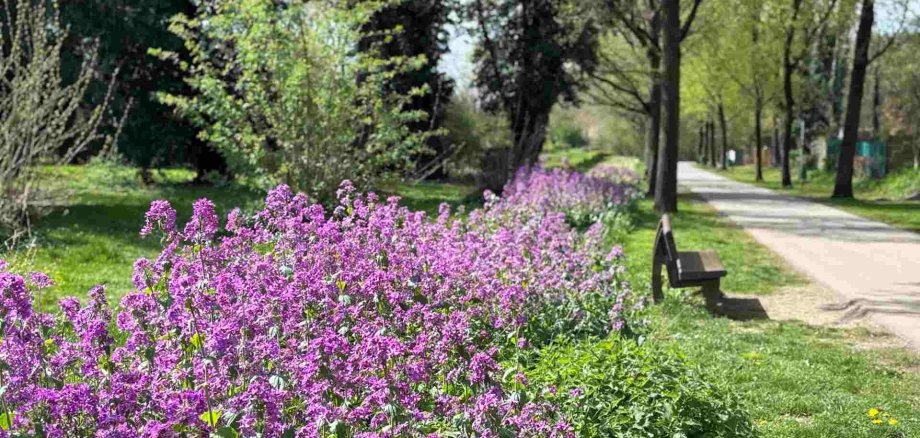 Machen Sie mit: Ihre Stimme für den Stadtgarten