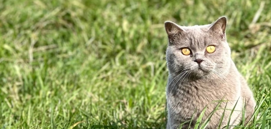 Katze im Gras.