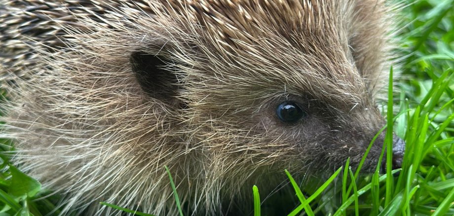 Igel