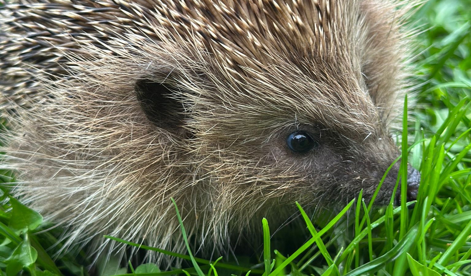Igel