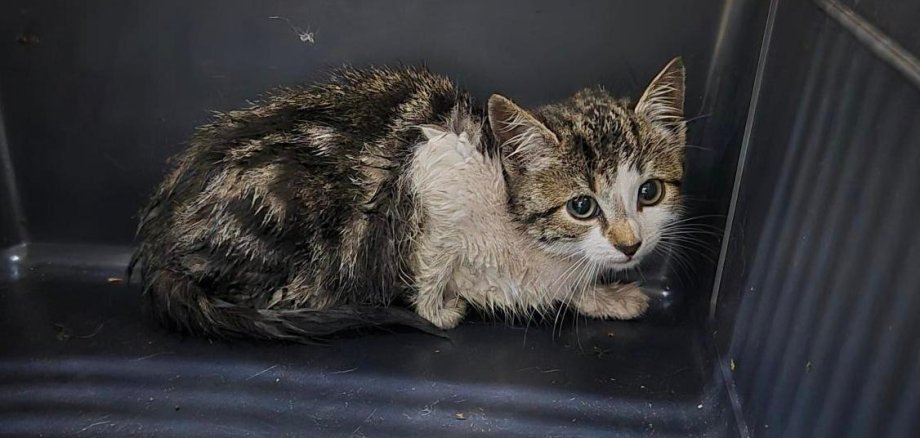 Feuerwehr rettet Kätzchen aus der Kanalisation Feuerwehr rettet Kätzchen aus der Kanalisation