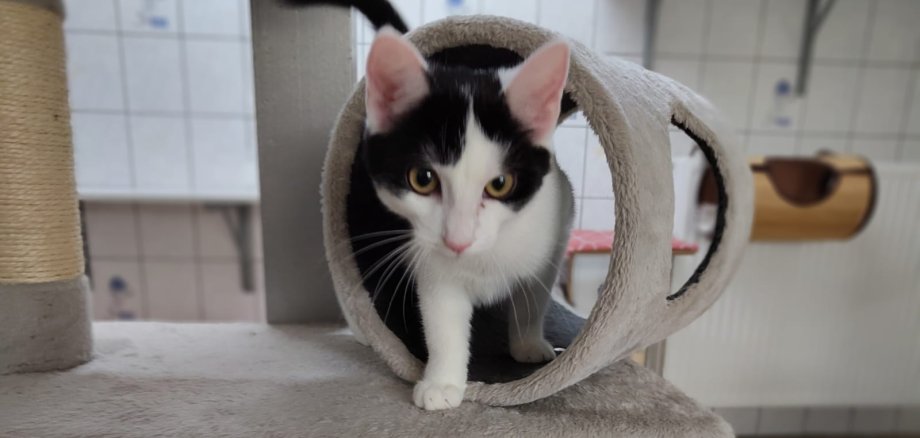 Weiße Katze mit schwarzen Flecken, Momo
