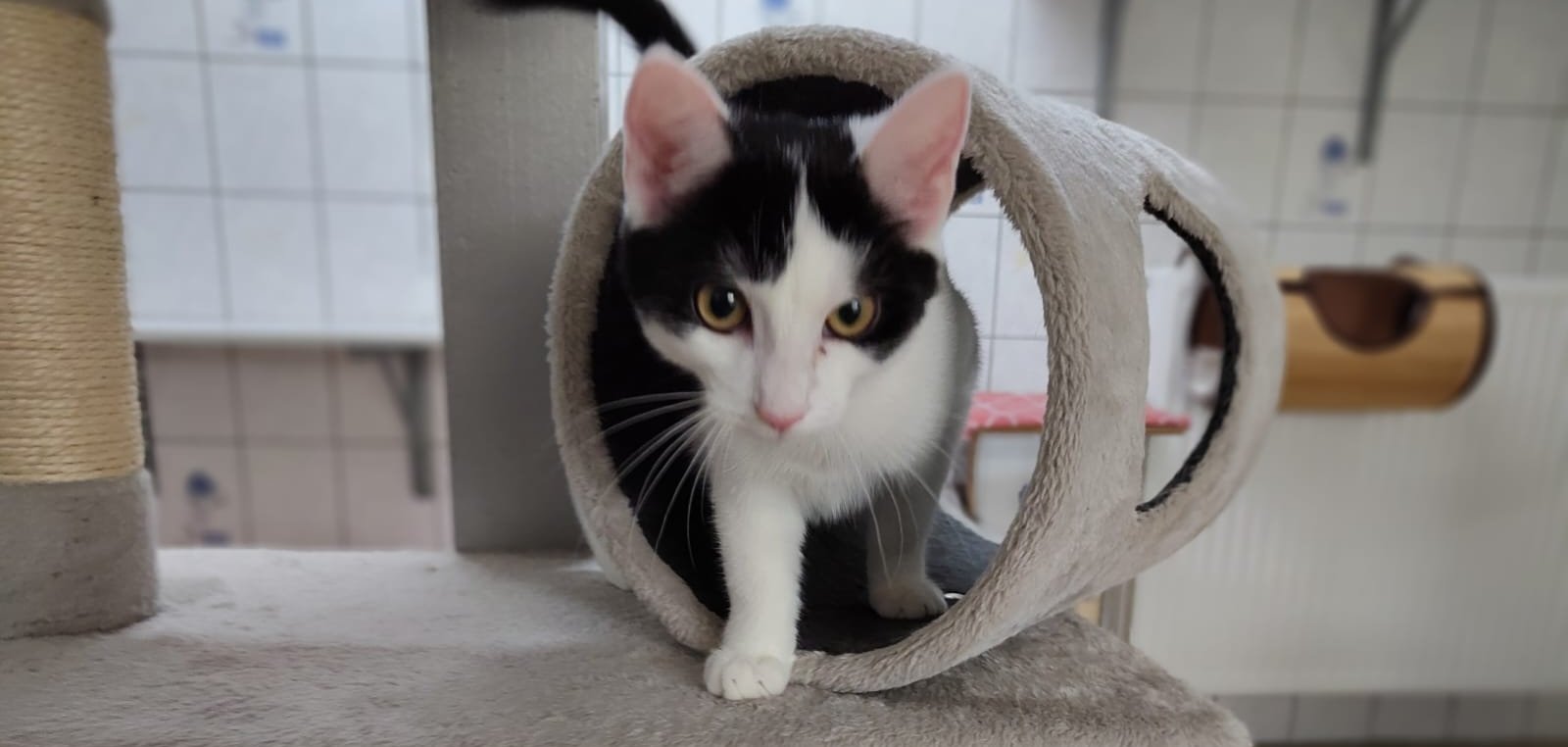 Momo Weiße Katze mit schwarzen Flecken, Momo