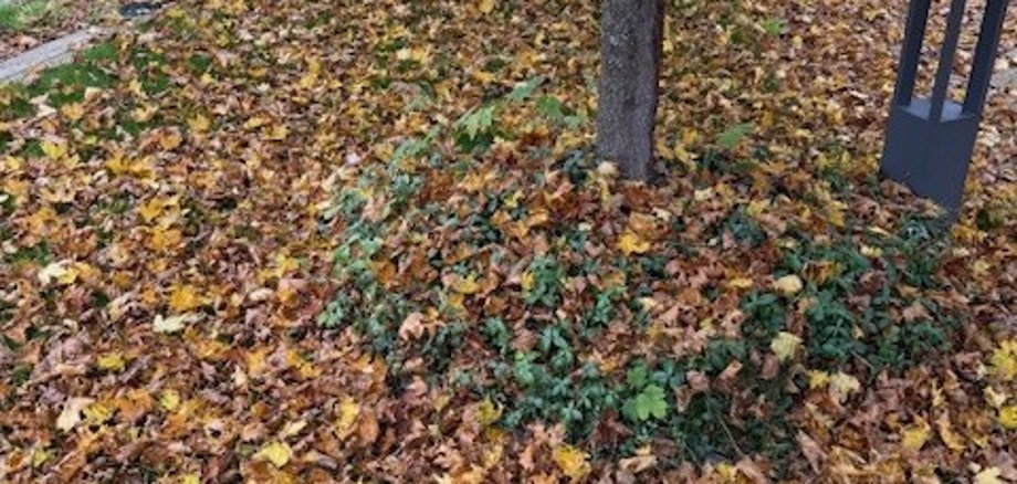Herbstlaub richtig entsorgen Herbstlaub richtig entsorgen