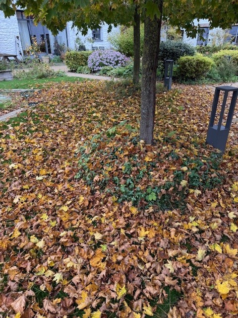 Herbstlaub richtig entsorgen Herbstlaub richtig entsorgen