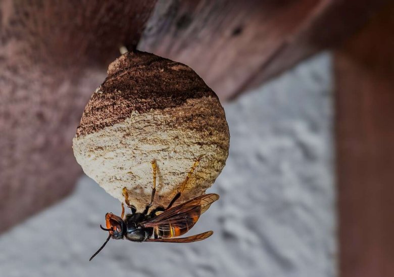Gründungsnest einer Asiatischen Hornisse.