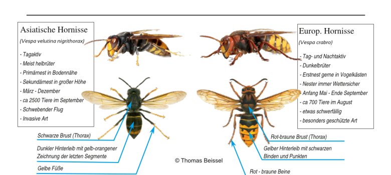 Bildervergleich einer europaeischen und einer asiatischen Horinisse