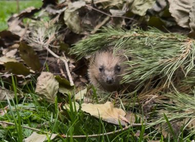Igel
